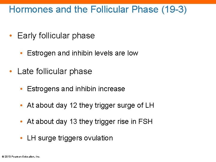 Hormones and the Follicular Phase (19 -3) • Early follicular phase • Estrogen and