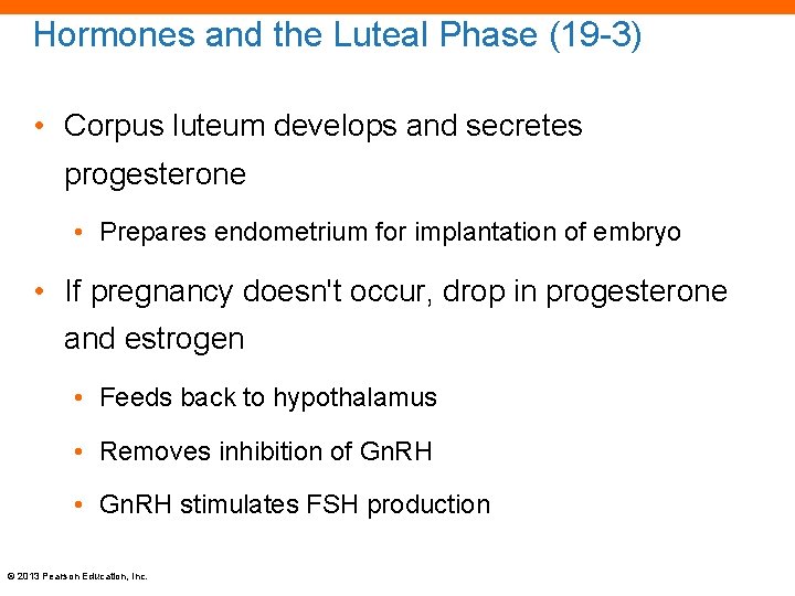 Hormones and the Luteal Phase (19 -3) • Corpus luteum develops and secretes progesterone