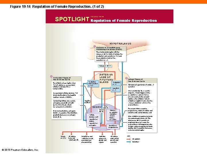 Figure 19 -14 Regulation of Female Reproduction. (1 of 2) FIGURE 19 -14 SPOTLIGHT