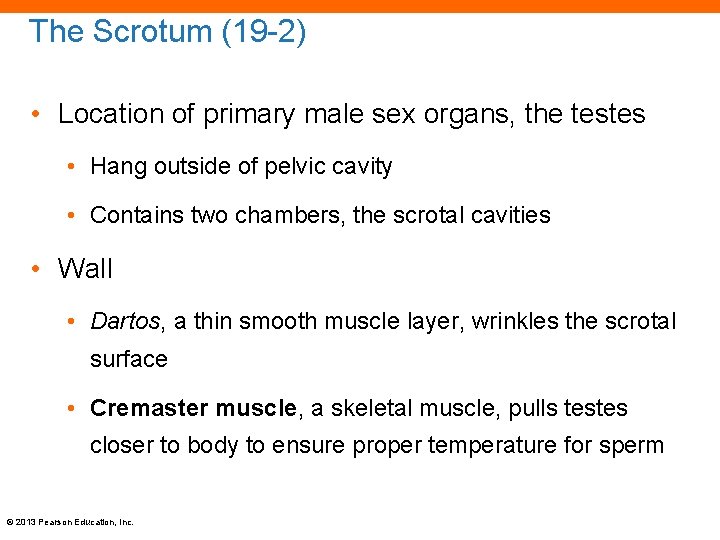 The Scrotum (19 -2) • Location of primary male sex organs, the testes •