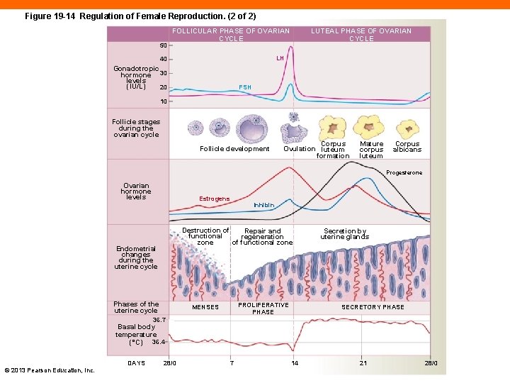 Figure 19 -14 Regulation of Female Reproduction. (2 of 2) 50 FOLLICULAR PHASE OF