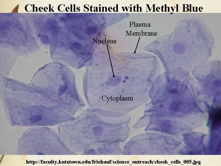 Cheek Cells Stained with Methyl Blue Nucleus Plasma Membrane Cytoplasm http: //faculty. kutztown. edu/friehauf/science_outreach/cheek_cells_005.