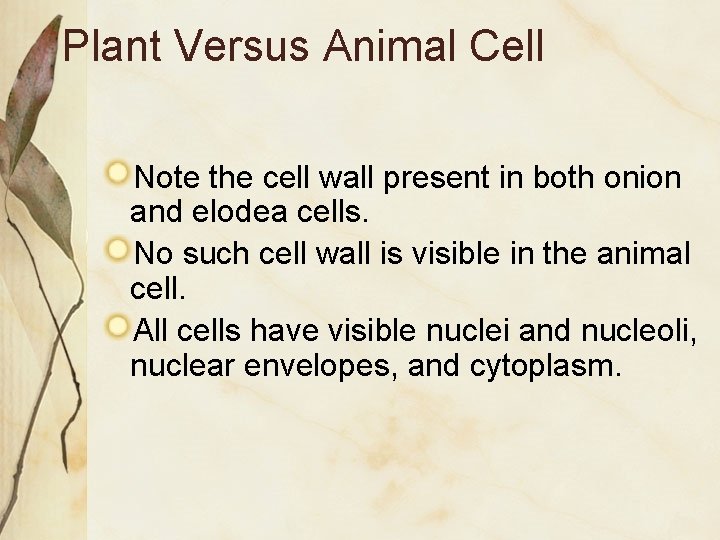 Plant Versus Animal Cell Note the cell wall present in both onion and elodea