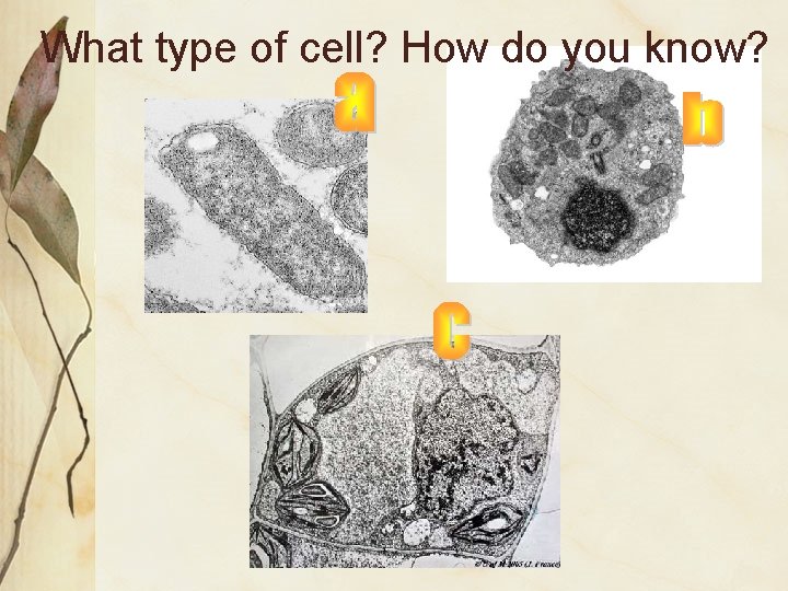 What type of cell? How do you know? 