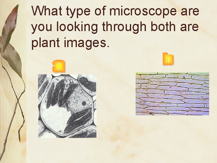 What type of microscope are you looking through both are plant images. 