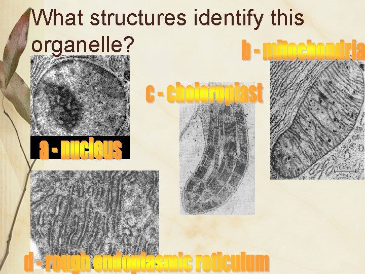 What structures identify this organelle? 