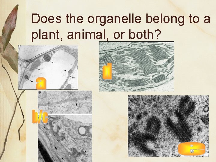 Does the organelle belong to a plant, animal, or both? 