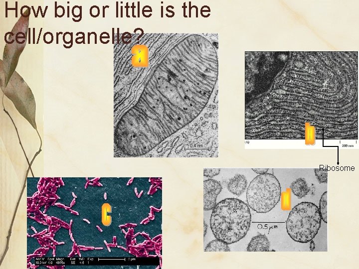 How big or little is the cell/organelle? Ribosome 