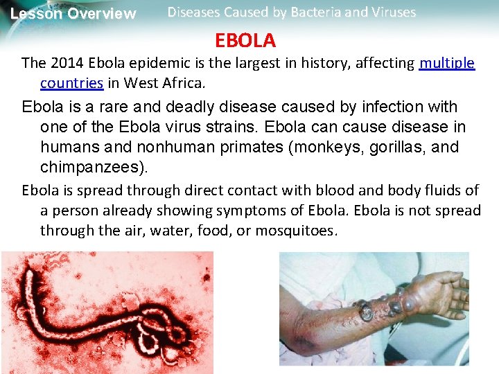 Lesson Overview Diseases Caused by Bacteria and Viruses EBOLA The 2014 Ebola epidemic is