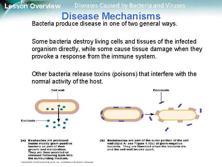 Lesson Overview Diseases Caused by Bacteria and Viruses Disease Mechanisms Bacteria produce disease in