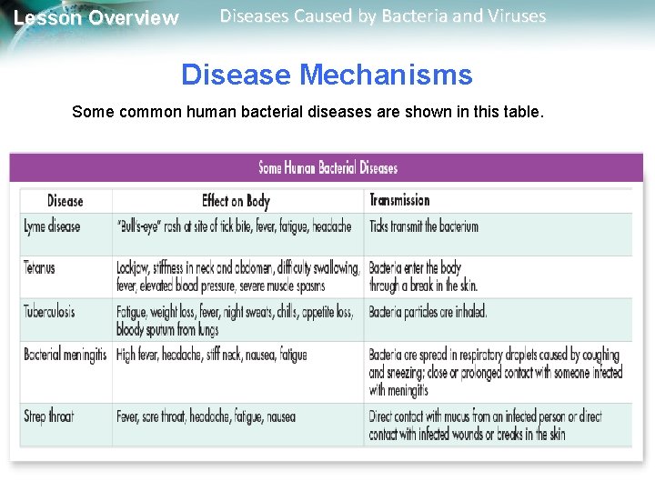Lesson Overview Diseases Caused by Bacteria and Viruses Disease Mechanisms Some common human bacterial