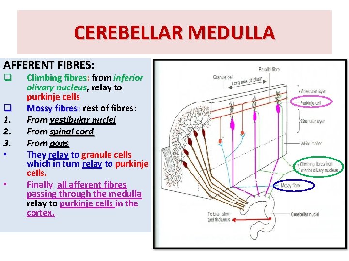 CEREBELLAR MEDULLA AFFERENT FIBRES: q q 1. 2. 3. • • Climbing fibres: from