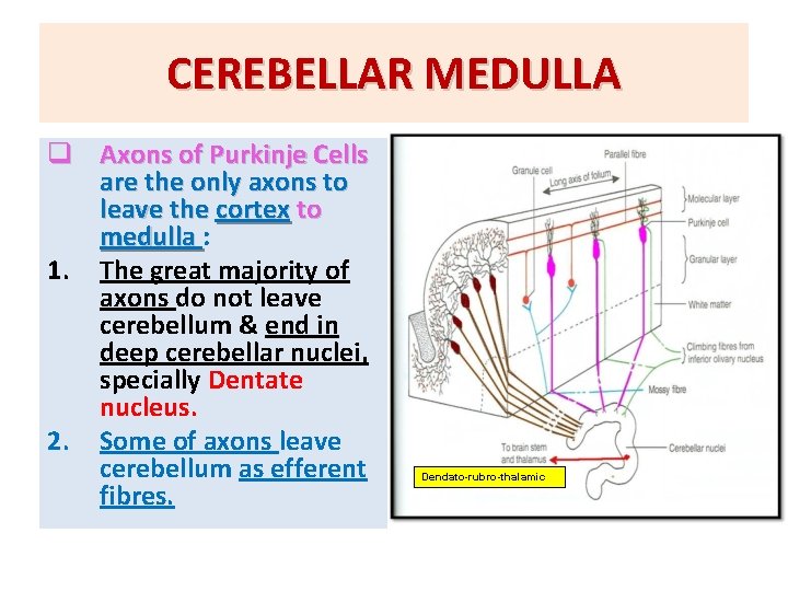 CEREBELLAR MEDULLA q Axons of Purkinje Cells are the only axons to leave the