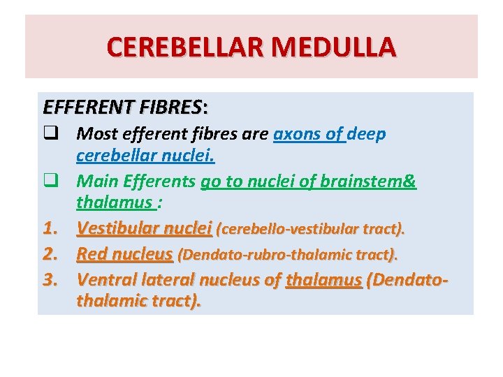 CEREBELLAR MEDULLA EFFERENT FIBRES: q Most efferent fibres are axons of deep cerebellar nuclei.