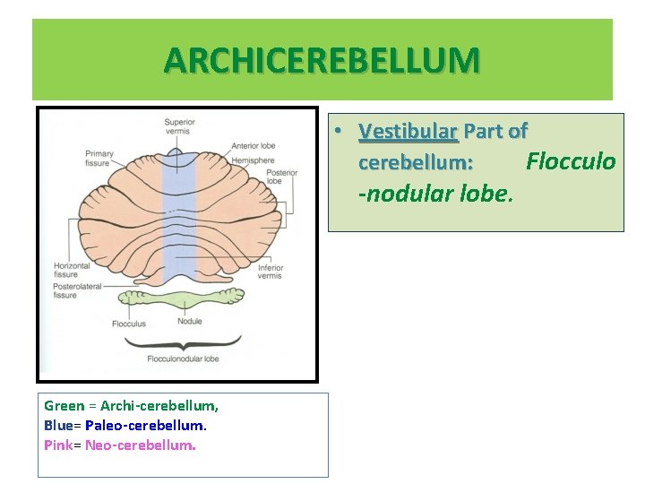ARCHICEREBELLUM • Vestibular Part of cerebellum: Flocculo -nodular lobe. Green = Archi-cerebellum, Blue= Paleo-cerebellum.