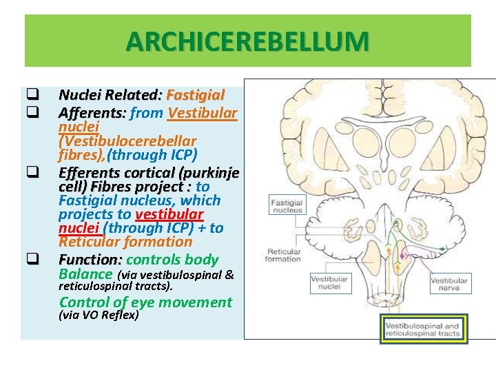 ARCHICEREBELLUM q q Nuclei Related: Fastigial Afferents: from Vestibular nuclei (Vestibulocerebellar fibres), (through ICP)