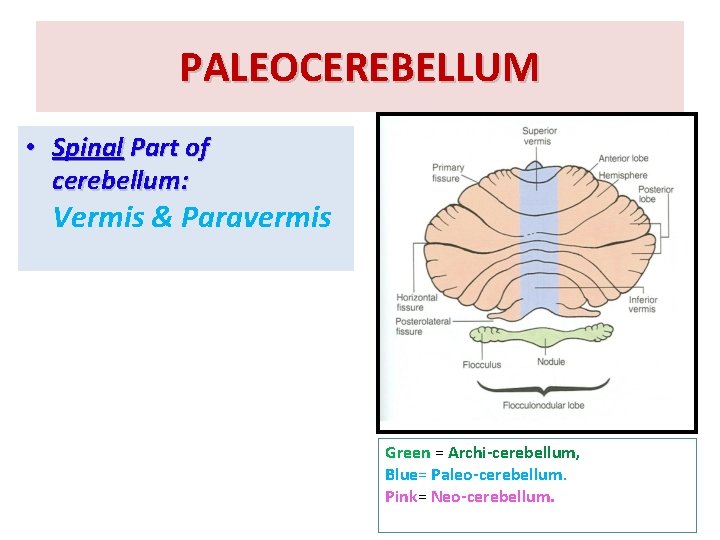 PALEOCEREBELLUM • Spinal Part of cerebellum: Vermis & Paravermis Green = Archi-cerebellum, Blue= Paleo-cerebellum.