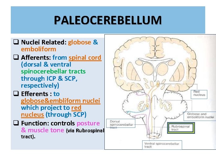 PALEOCEREBELLUM q Nuclei Related: globose & emboliform q Afferents: from spinal cord (dorsal &