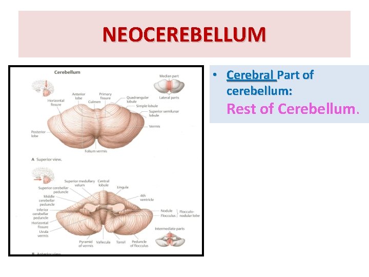 NEOCEREBELLUM • Cerebral Part of cerebellum: Rest of Cerebellum. 