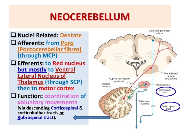 NEOCEREBELLUM q Nuclei Related: Dentate q Afferents: from Pons (Pontocerebellar fibres) (through MCP) q