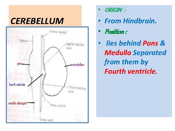  • ORIGIN : CEREBELLUM • From Hindbrain. • Position : • lies behind