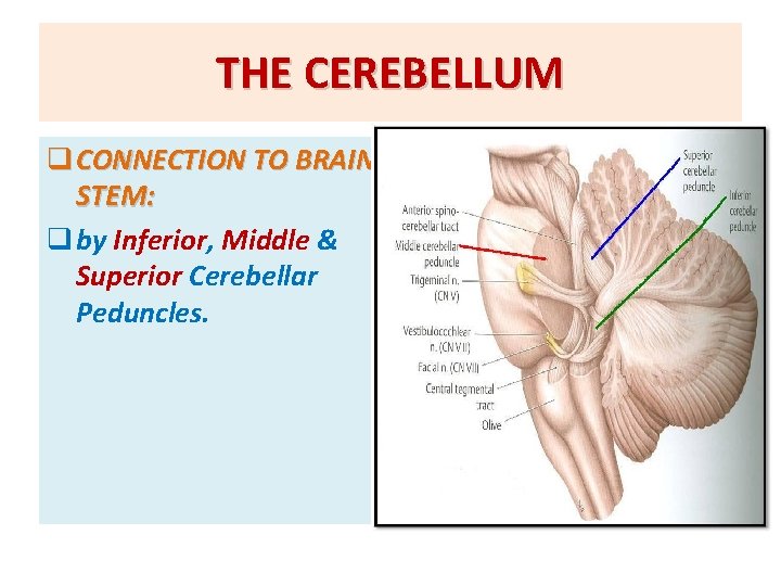 THE CEREBELLUM q CONNECTION TO BRAIN STEM: q by Inferior, Middle & Superior Cerebellar