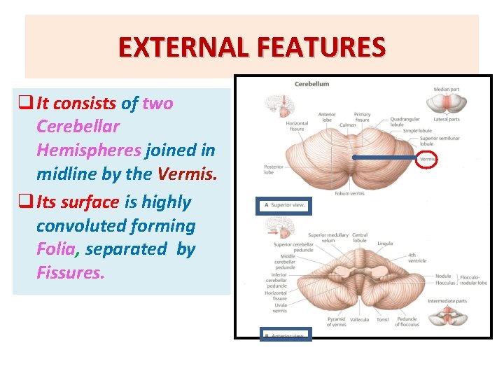 EXTERNAL FEATURES q It consists of two Cerebellar Hemispheres joined in midline by the