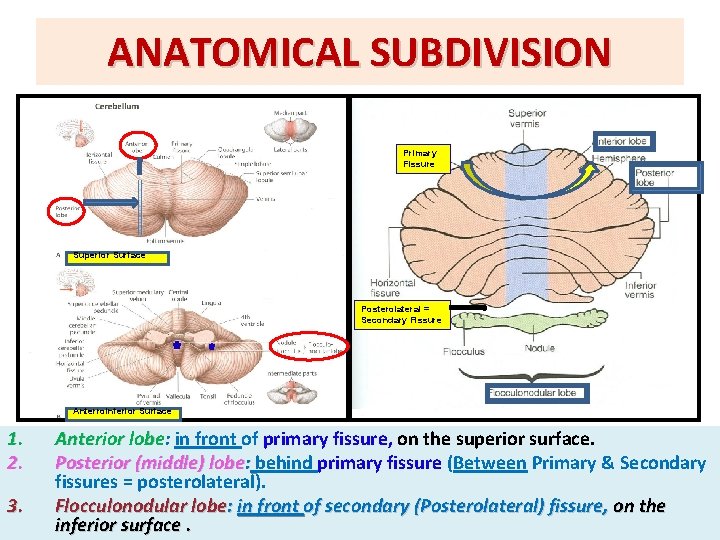 ANATOMICAL SUBDIVISION Primary Fissure Superior Surface Posterolateral = Secondary Fissure Anterroinferior Surface 1. 2.