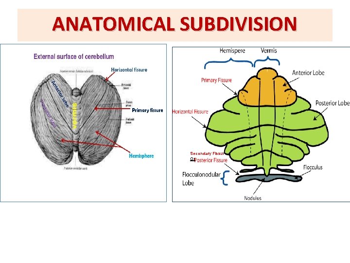 ANATOMICAL SUBDIVISION Secondary Fissur Or 