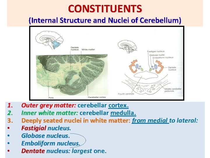 CONSTITUENTS (Internal Structure and Nuclei of Cerebellum) 1. 2. 3. • • Outer grey