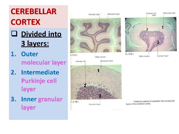 CEREBELLAR CORTEX q Divided into 3 layers: 1. Outer molecular layer 2. Intermediate Purkinje