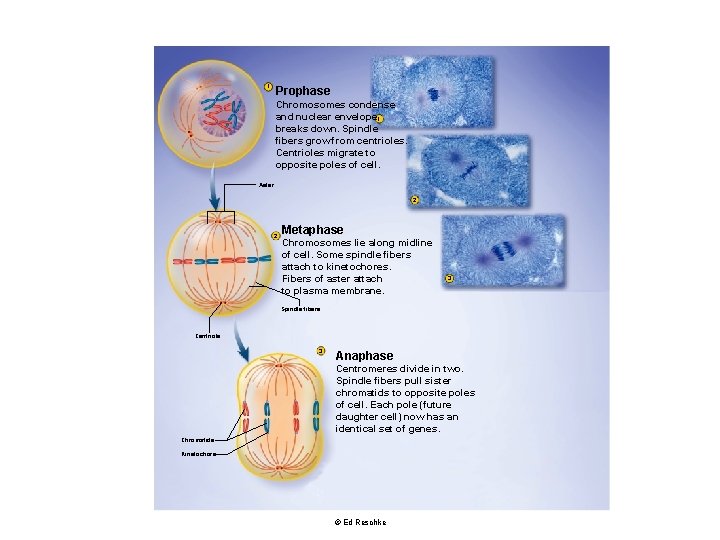 1 Prophase Chromosomes condense and nuclear envelope 1 breaks down. Spindle fibers grow from