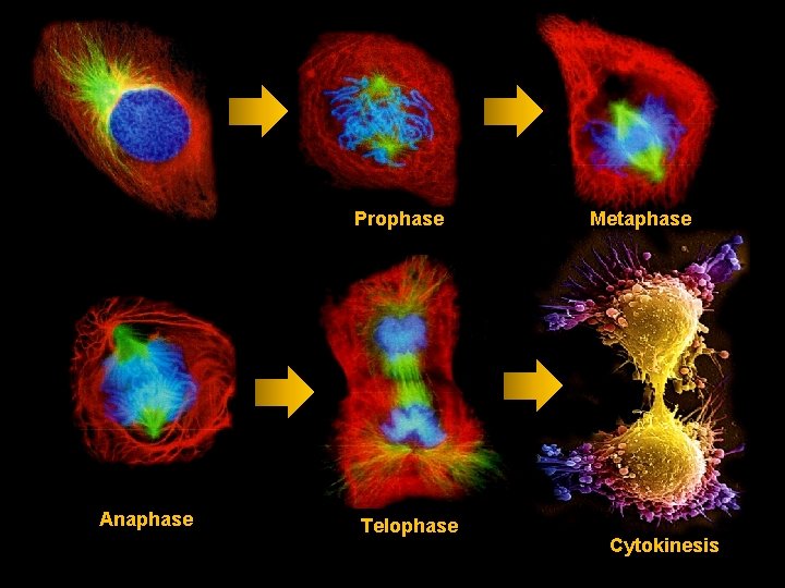 Prophase Anaphase Telophase Metaphase Cytokinesis 