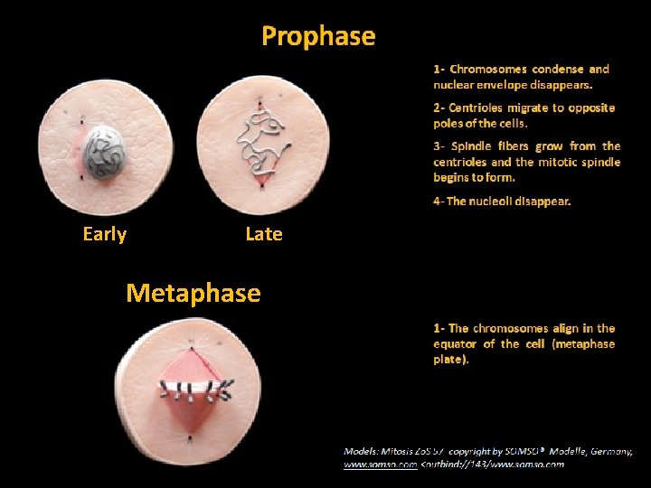 Early Late Metaphase 