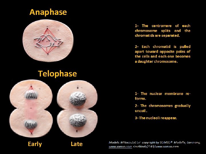 Anaphase Telophase Early Late 