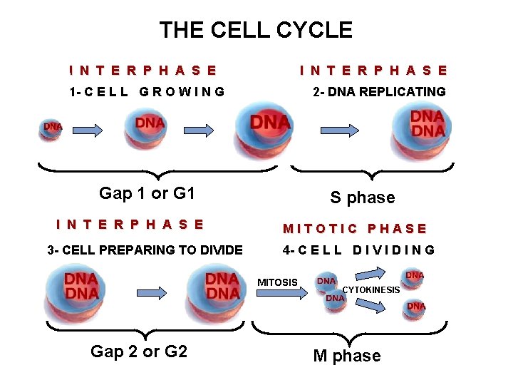 THE CELL CYCLE I N T E R P H A S E 1