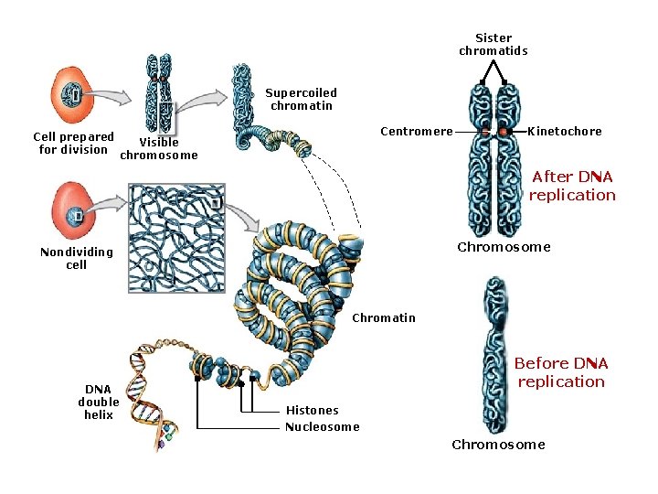 Sister chromatids Supercoiled chromatin Centromere Cell prepared Visible for division chromosome Kinetochore After DNA