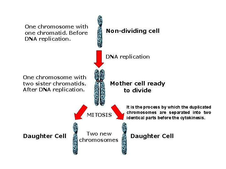 One chromosome with one chromatid. Before DNA replication. Non-dividing cell DNA replication One chromosome