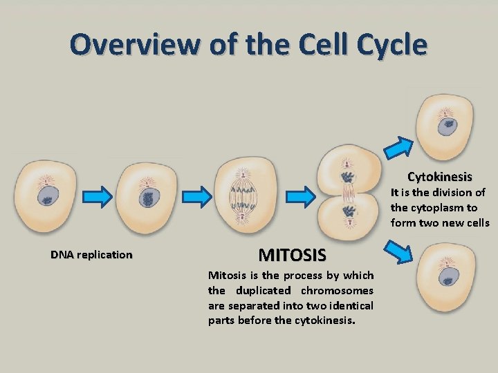 Overview of the Cell Cycle Cytokinesis It is the division of the cytoplasm to