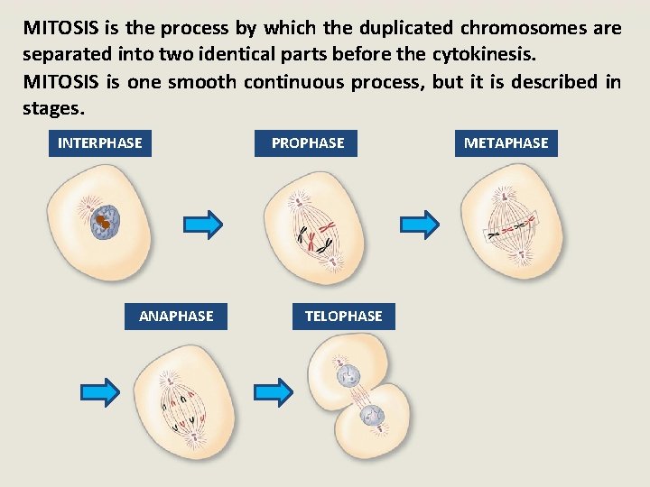 MITOSIS is the process by which the duplicated chromosomes are separated into two identical