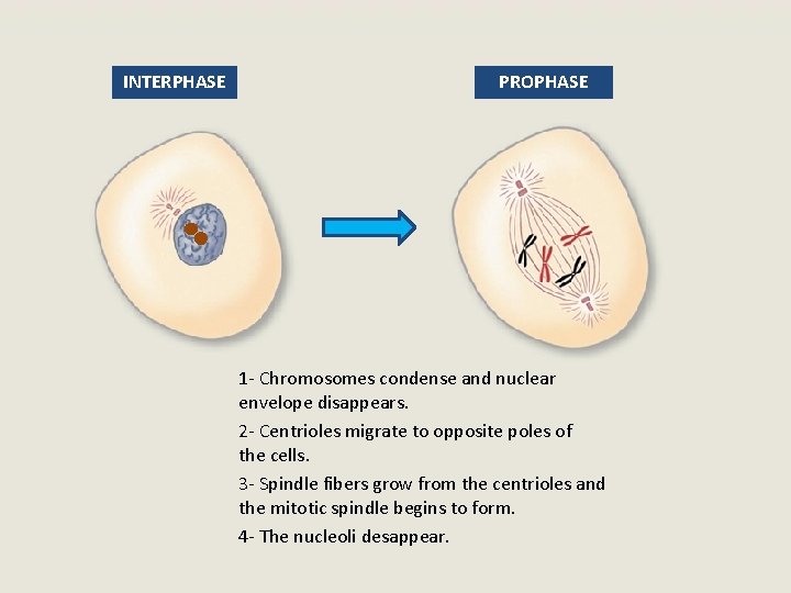 INTERPHASE PROPHASE 1 - Chromosomes condense and nuclear envelope disappears. 2 - Centrioles migrate
