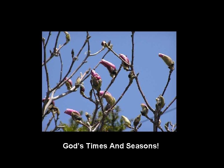 God’s Times And Seasons! 