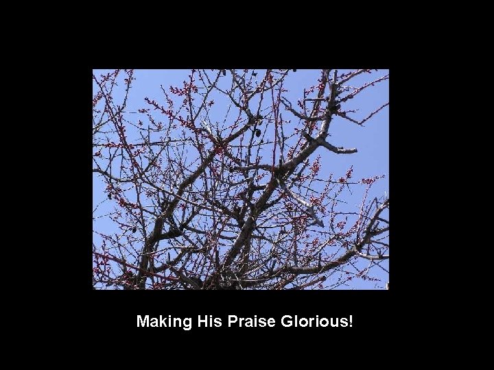 Making His Praise Glorious! 