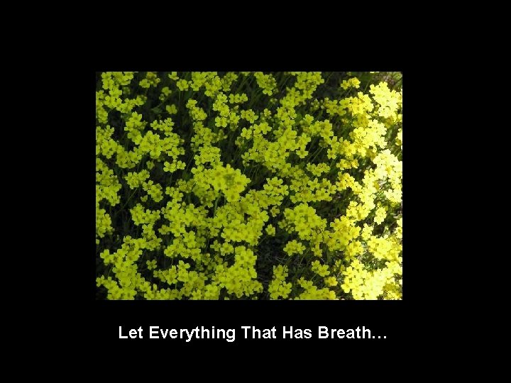 Let Everything That Has Breath… 