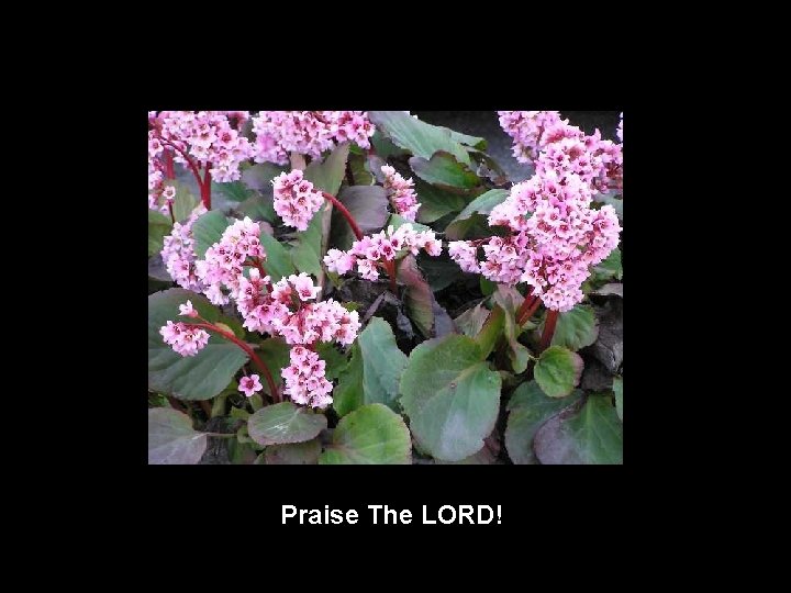 Praise The LORD! 