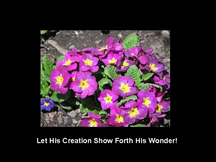 Let His Creation Show Forth His Wonder! 