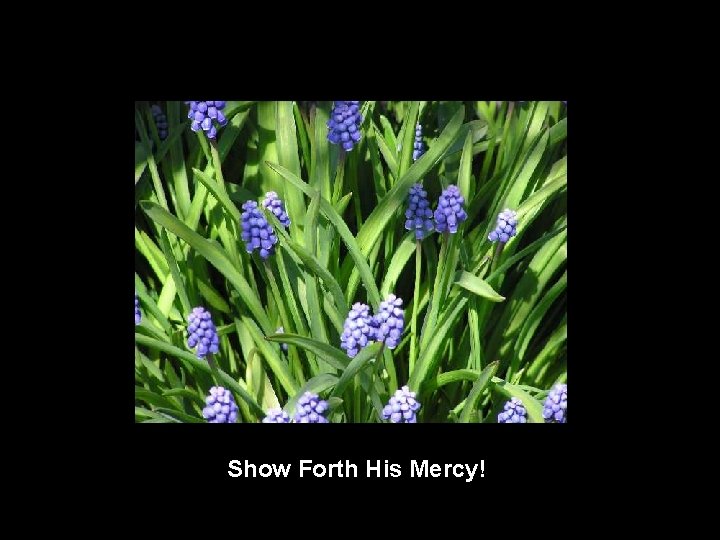 Show Forth His Mercy! 