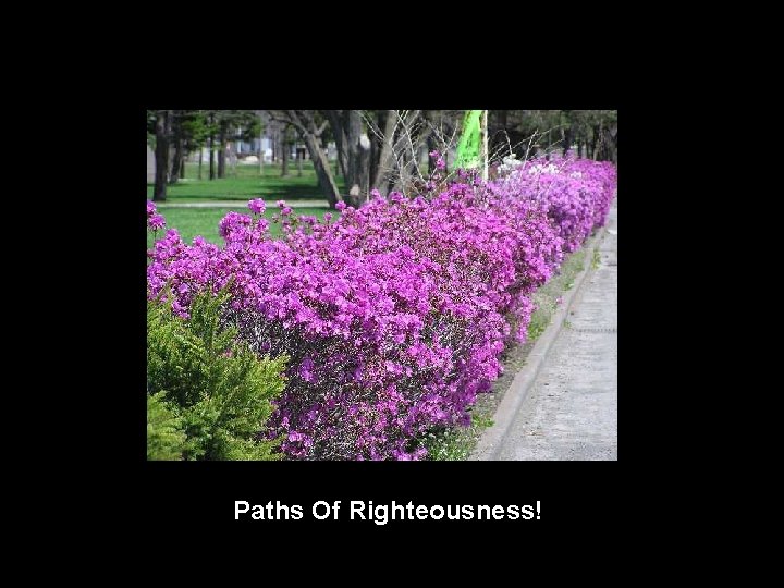 Paths Of Righteousness! 