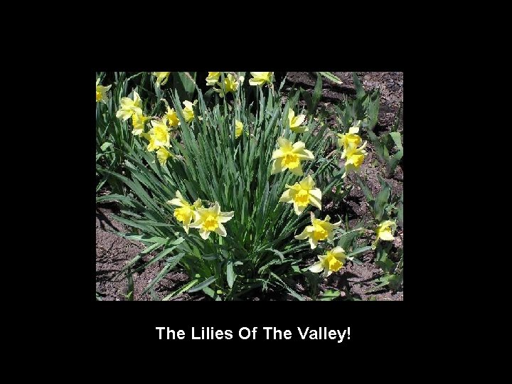 The Lilies Of The Valley! 