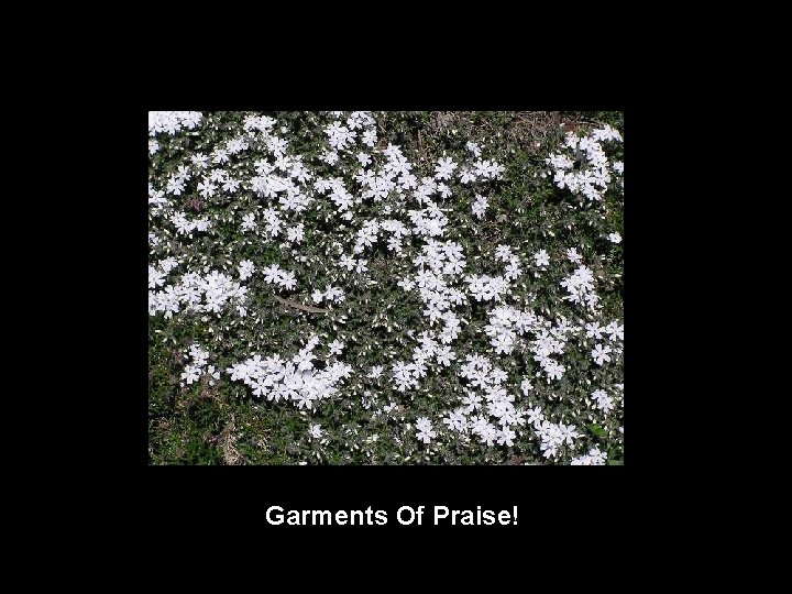 Garments Of Praise! 